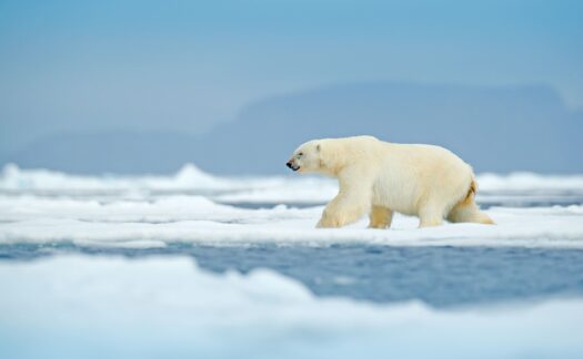 Como ver ursos polares em Svalbard
