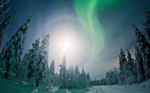 O que é floresta boreal?