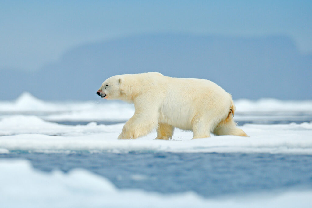 foto_svalbard