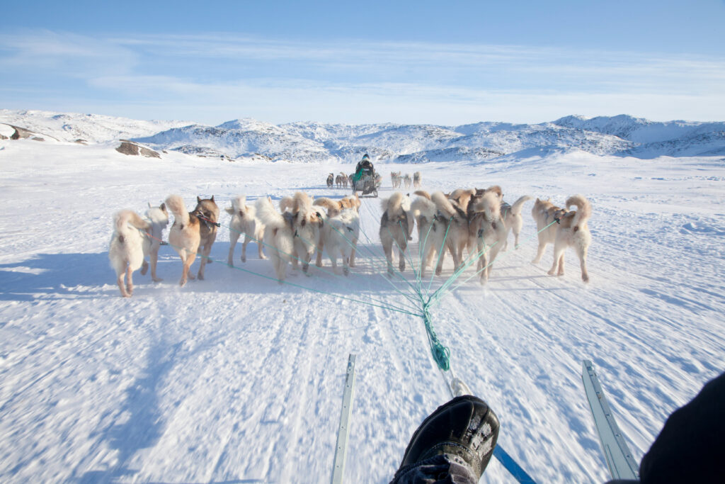 Dog Sled na Groenlândia - Visit Greenland