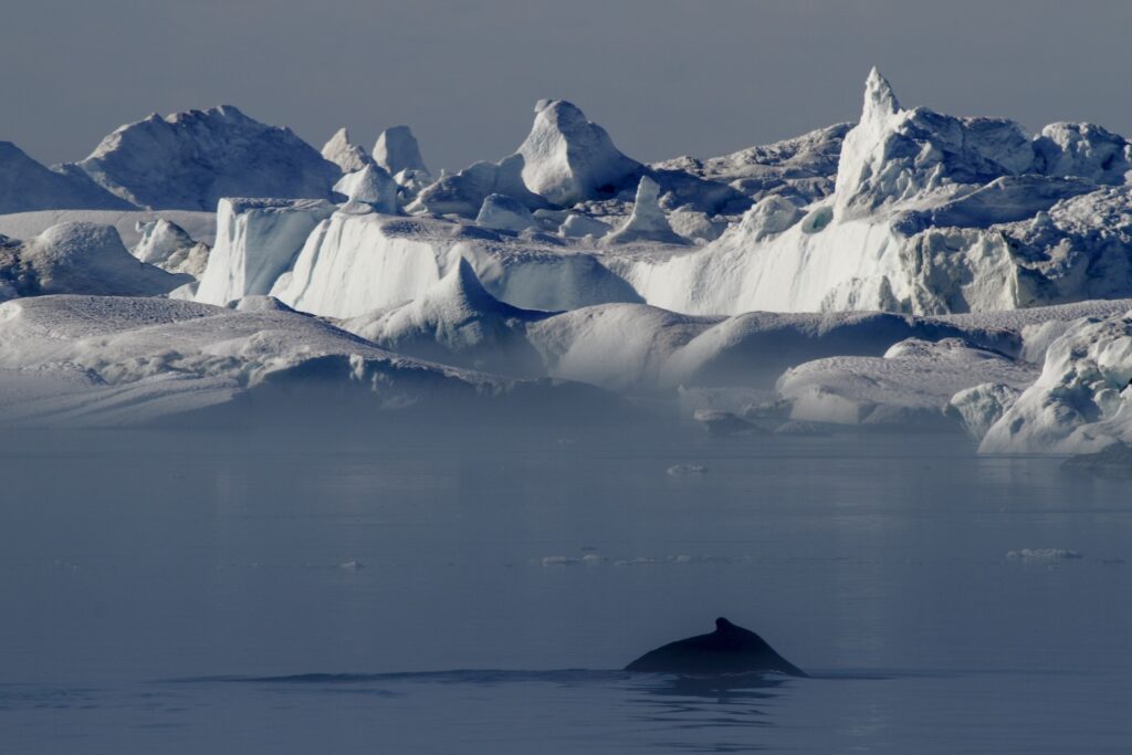 A humpback whales in front of icebergs in Greenland