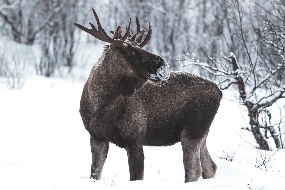 moose with antlers in the forest winter