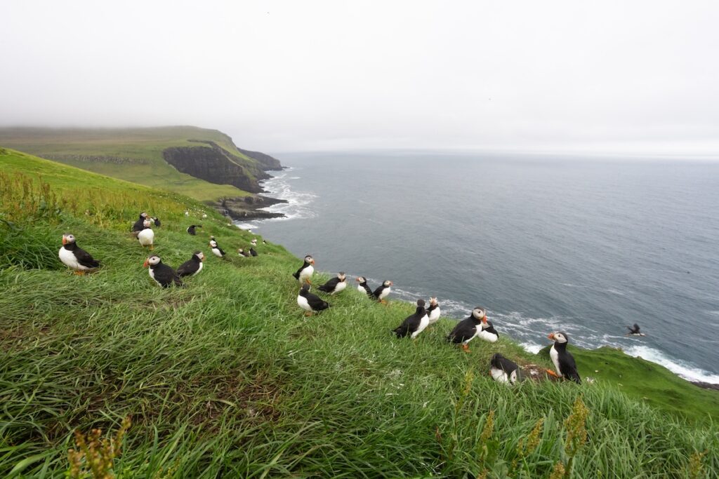 Colônias de Puffins com seus ninhos à beira dos penhascos de Mykines.