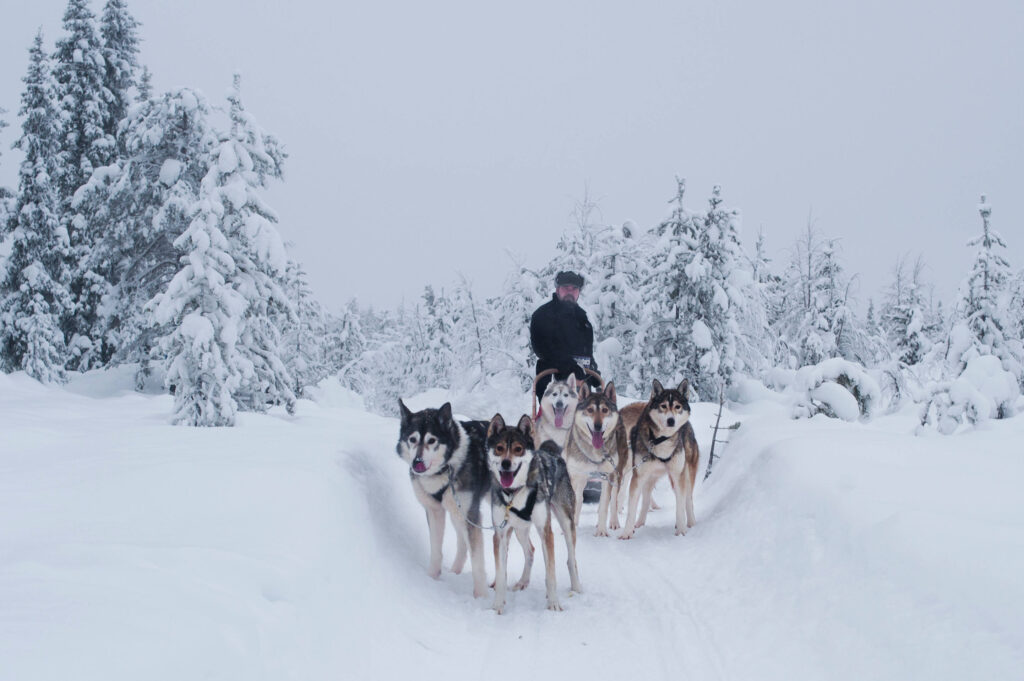 Dog Sledding na Lapônia - Visit Finland