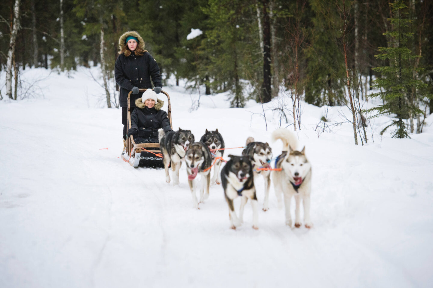 Dog sledding - Visit Finland