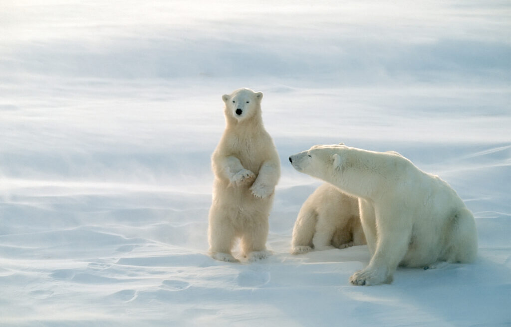 Polar bear cub standing to see further.