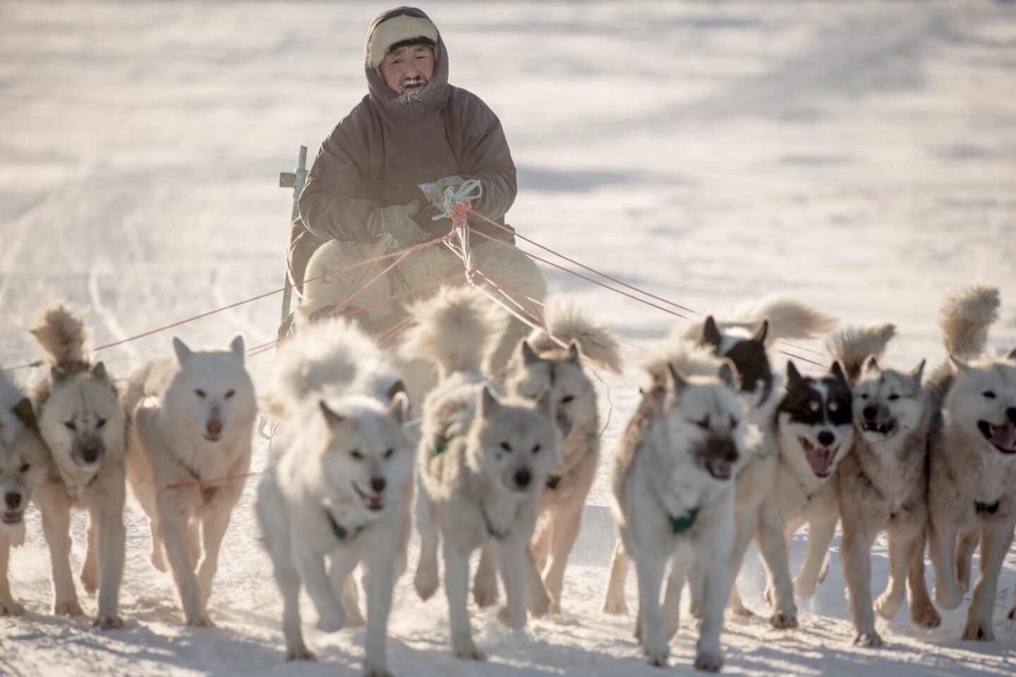 Um homem inuit com um grupo de cães, puxando seu trenó