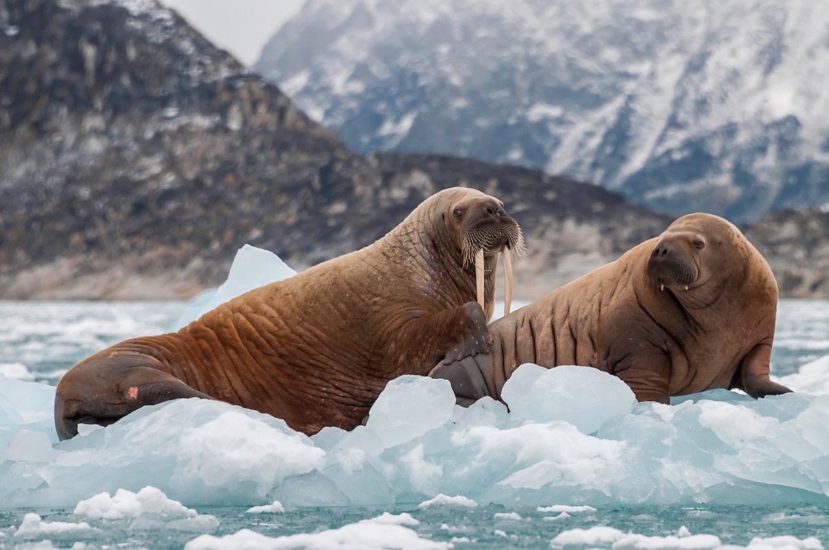 Walrus and her pup floating on ice in a fjord , Eastern Greenland.