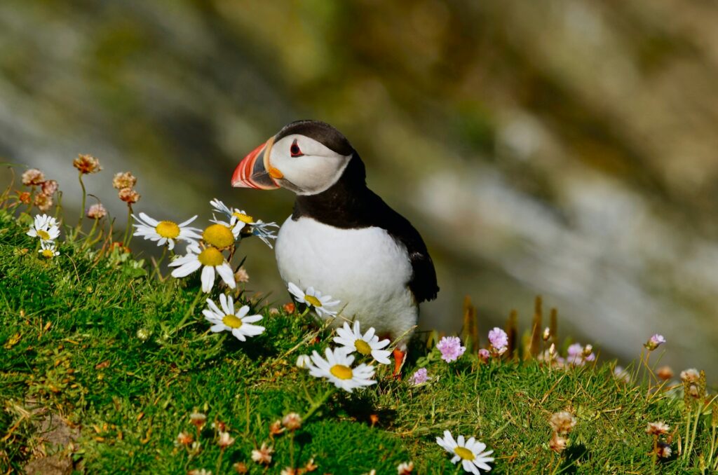 Puffins - Os papagaios do Mar