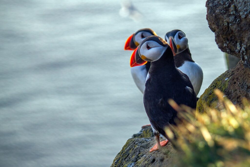 Puffins - Os papagaios do Mar