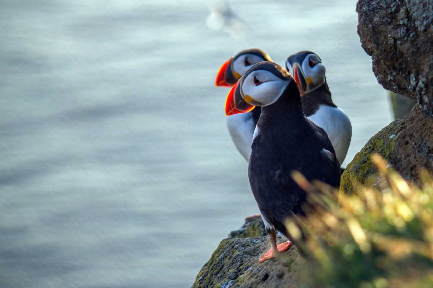 Puffins - Os papagaios do Mar