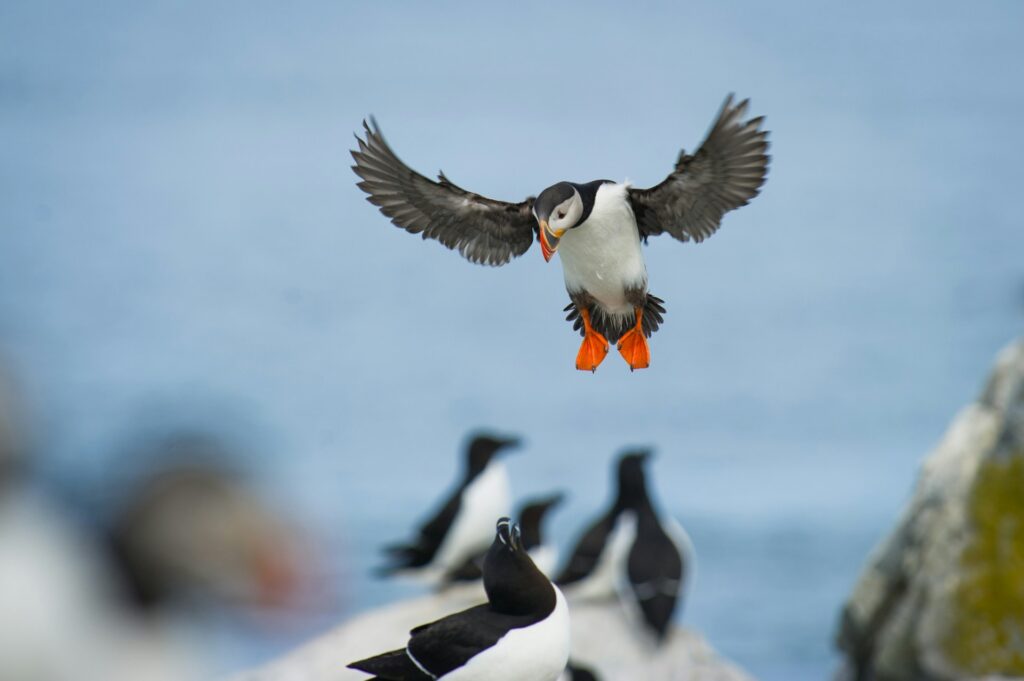 Puffins - Os papagaios do Mar