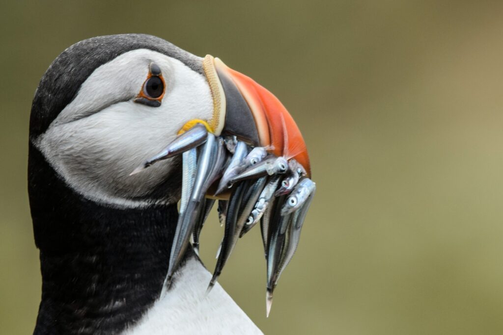 Puffins - Os papagaios do Mar