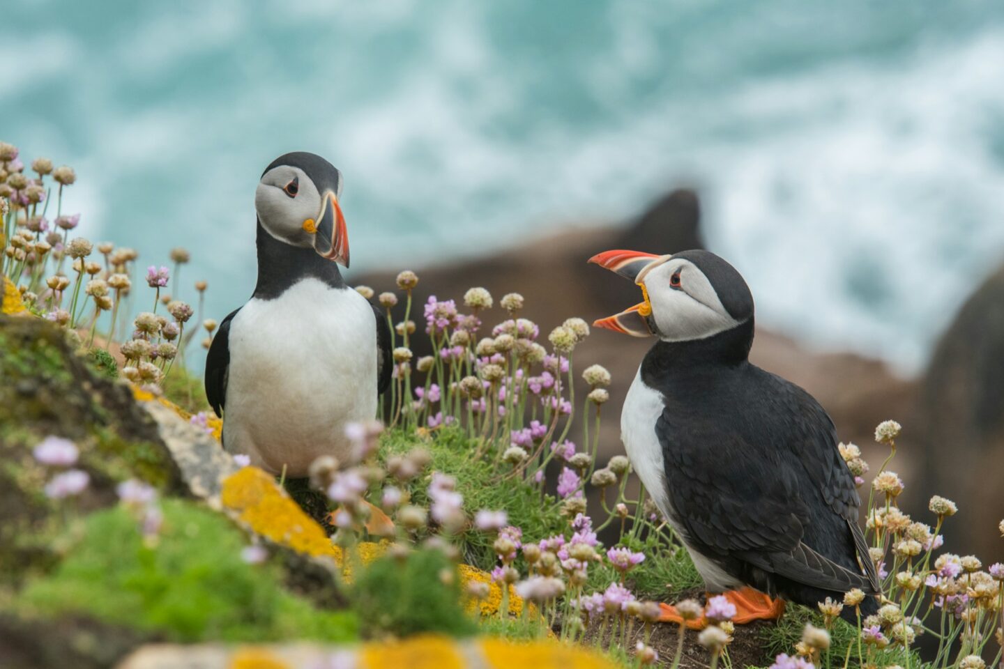Puffins - Os papagaios do Mar