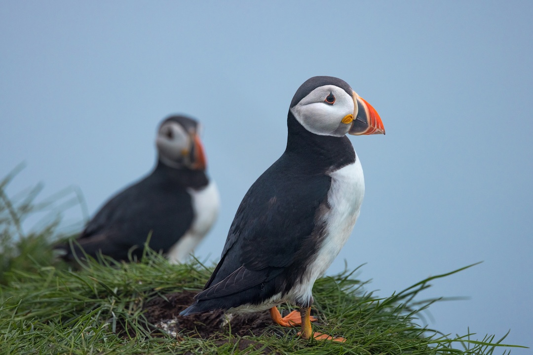 Colônias de Puffins com seus ninhos à beira dos penhascos de Mykines.