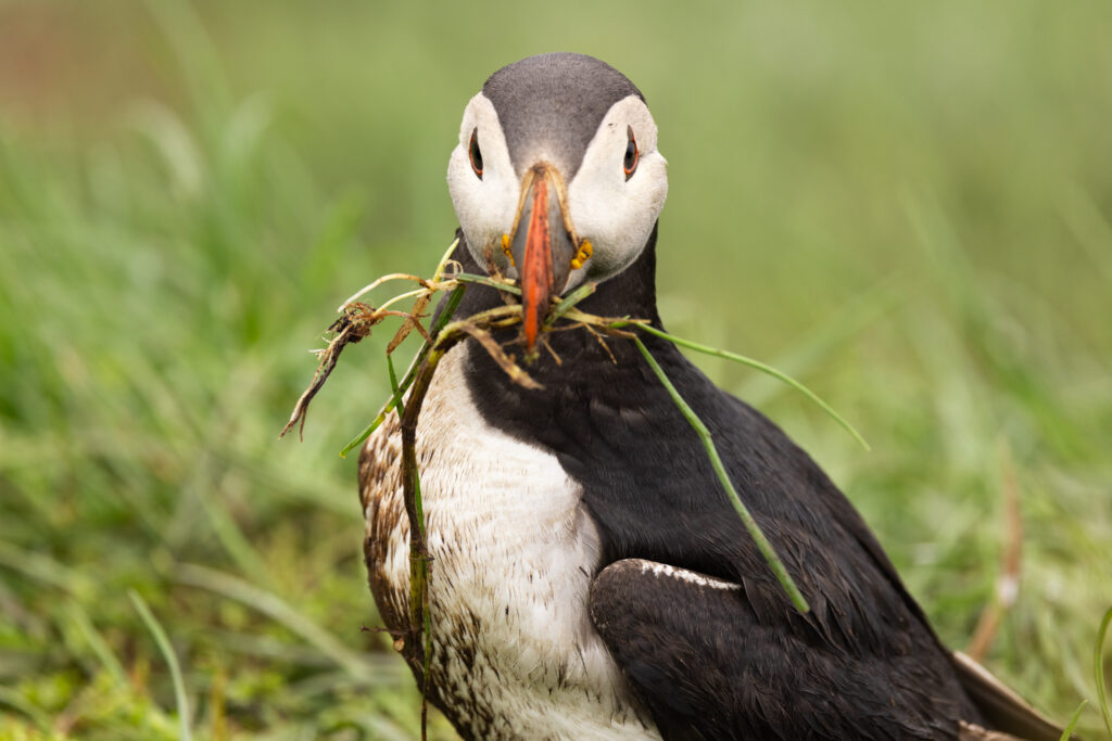 Puffins construindo ninhos à beira dos penhascos em Mykines