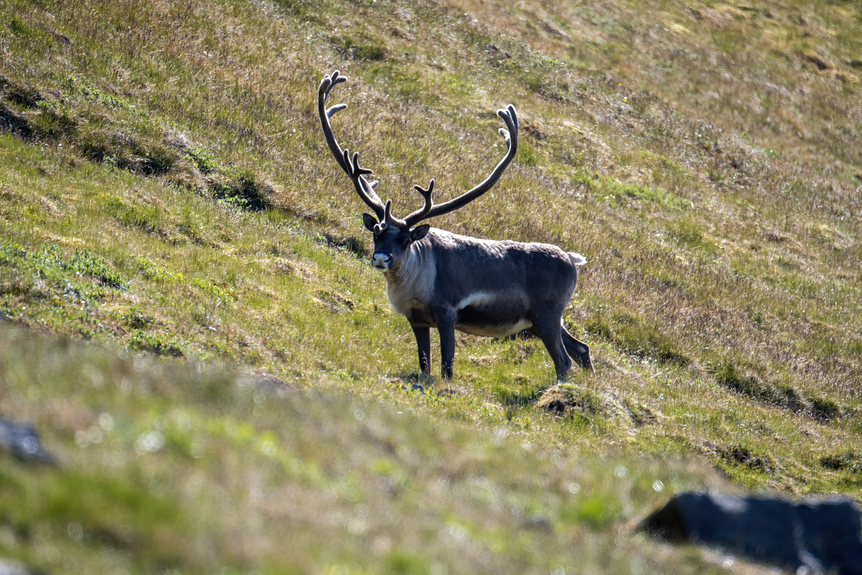 Male reindeer with large antlers in the tundra in the Kangerlussuaq area, Greenland