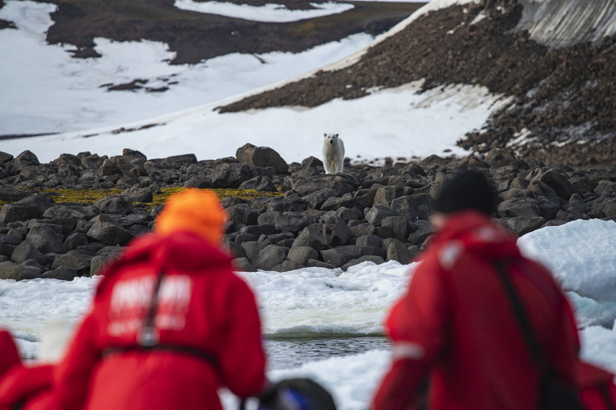 A polar bear (Ursus maritimus) is seen on the rocky shore in the background between two people from the expedition cruise ship.