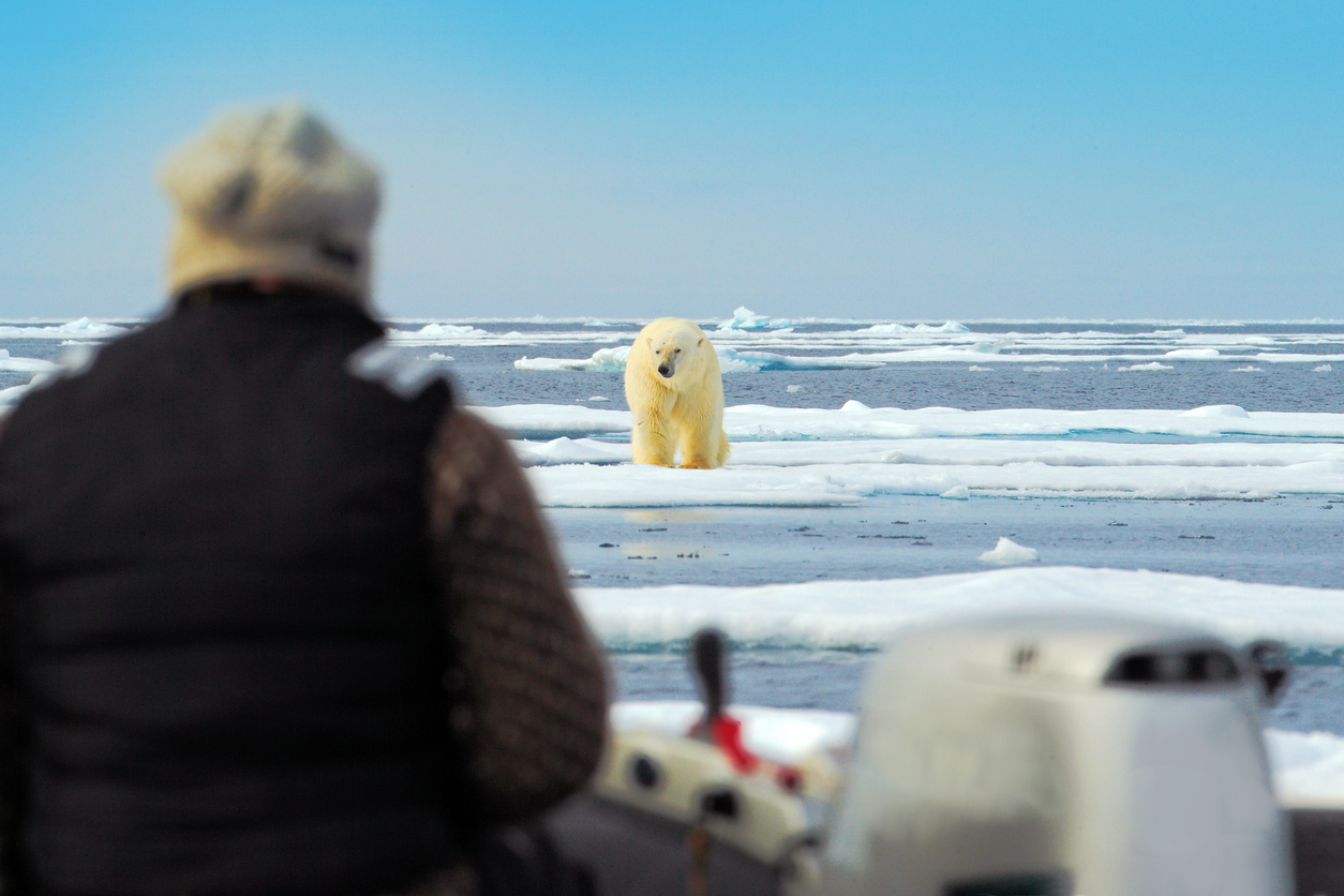 Homem observando um urso polar à bordo de uma embarcação.
