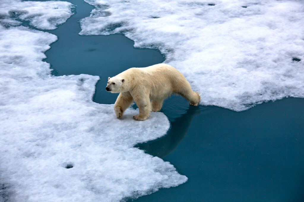 Polar bear walking on pack ice with water pond