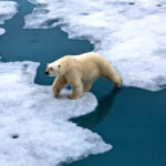Polar bear walking on pack ice with water pond