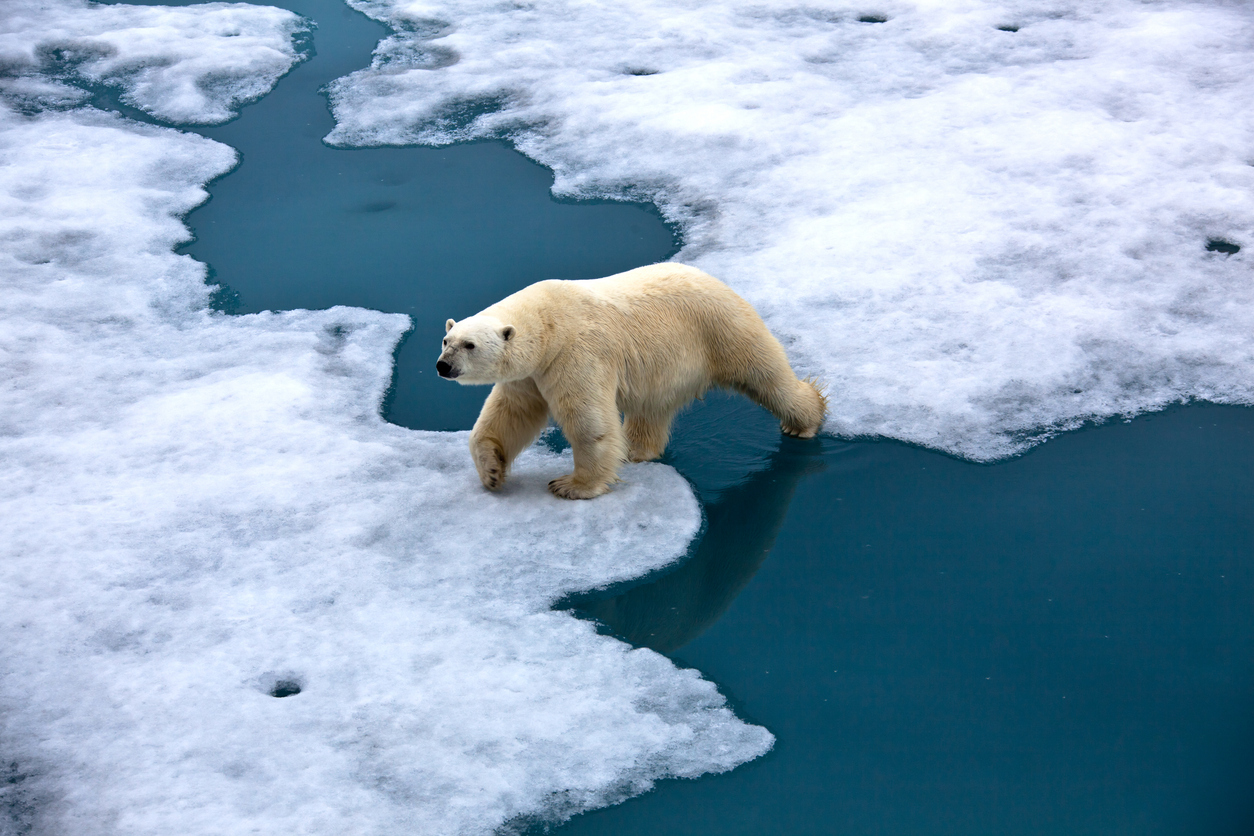Polar bear walking on pack ice with water pond