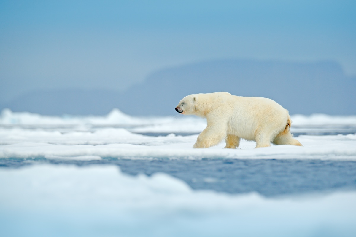Polar bear on drift ice edge with snow and water in Svalbard sea. White big animal in the nature habitat, Europe. Wildlife scene from nature. Dangerous bear walking on the ice.