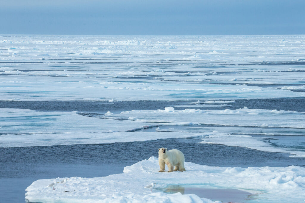 Polar bear is standing on a small ice floe surrounded by water and ice. Reflection in the blue water.