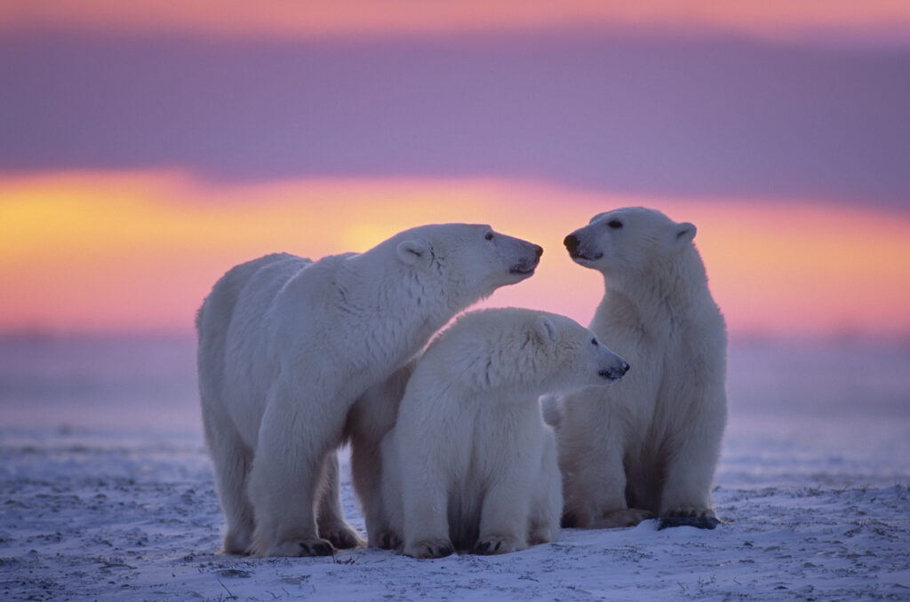 Polar bear family in the Arctic sunset.