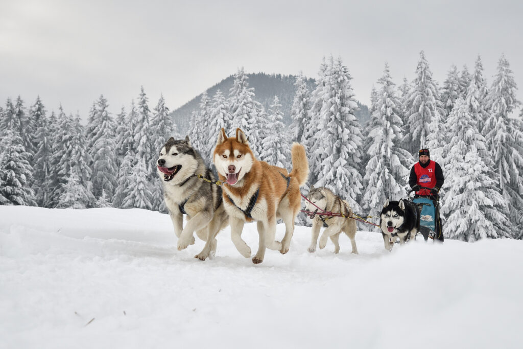 Slad dogs race