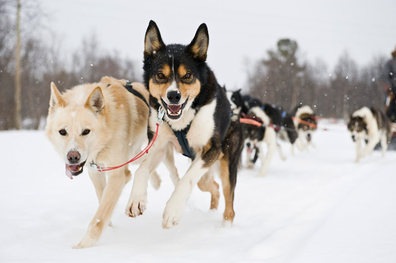 dog-sledding-noruega-tromso