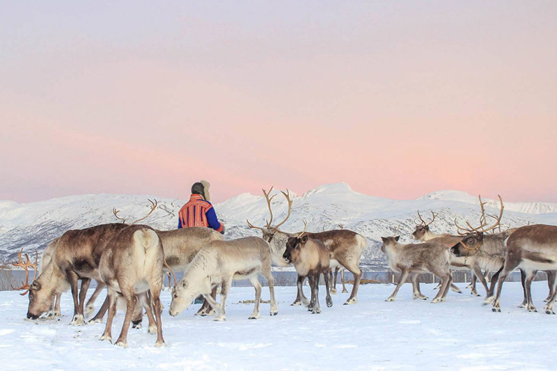 Homem com grupo de renas em Tromsø, no norte da Noruega