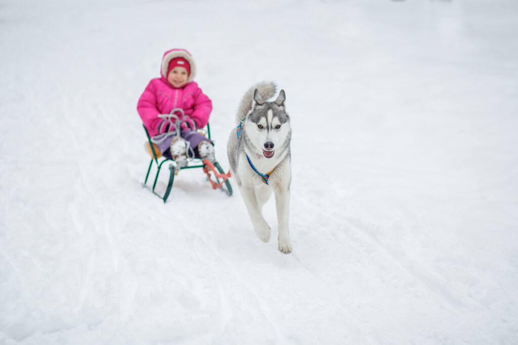 Adorable little girl having a cuddle with husky sled dog in Lapland Finland