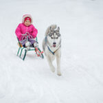 Adorable little girl having a cuddle with husky sled dog in Lapland Finland