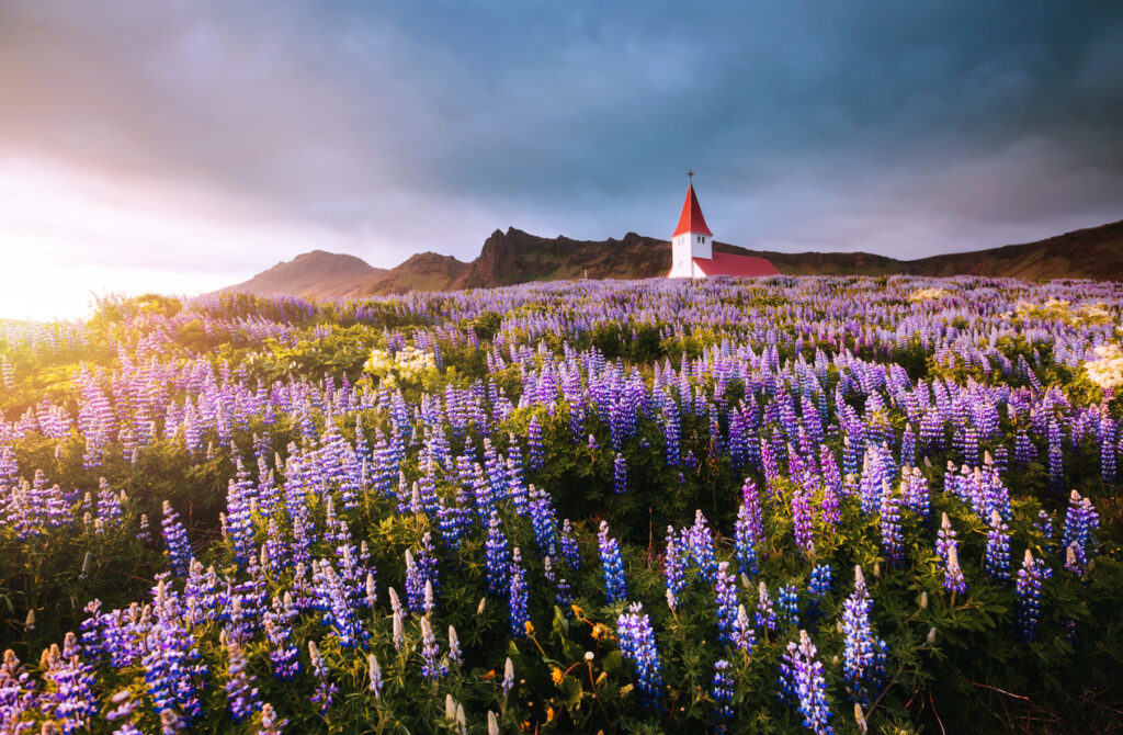 Blooming lupine flowers near Vikurkirkja church. Location place Vik i Myrdal village, Iceland, Europe. Scenic image of popular tourist destination. Inspirational nature. Discover the beauty of earth.