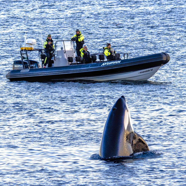 orca-private-rib-boat-experience-lofoten-noruega-441167796_838529121651263_9106426490442410319_n-1