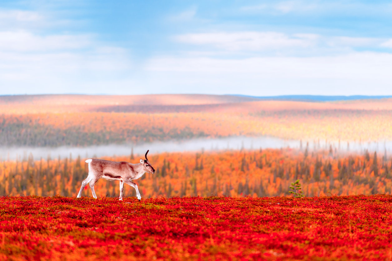 Reindeer up in the Hills