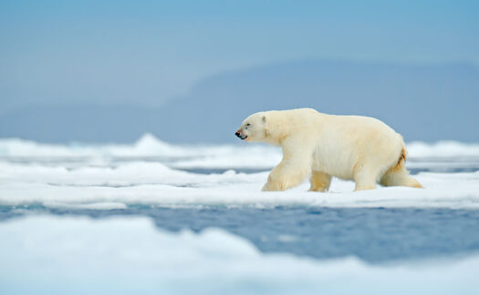 svalbard-miniatura-525x324