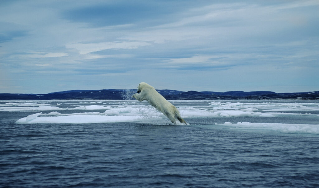 Polar bear leaping between ice floes.