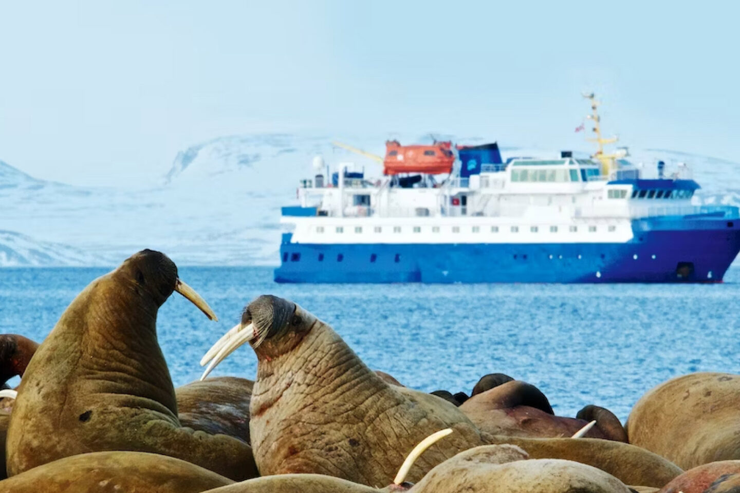 Navegação em Svalbard, com morsas em primeiro plano