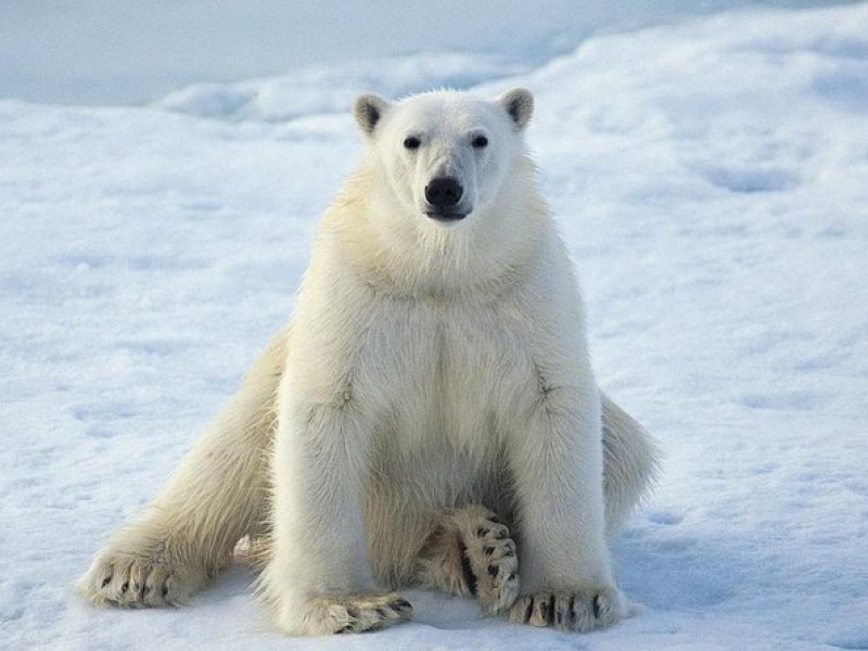 Fonte: https://www.viator.com/tours/Rovaniemi/Trip-to-Ranua-Wildlife-Park-Ranua-Zoo/d22130-109059P2