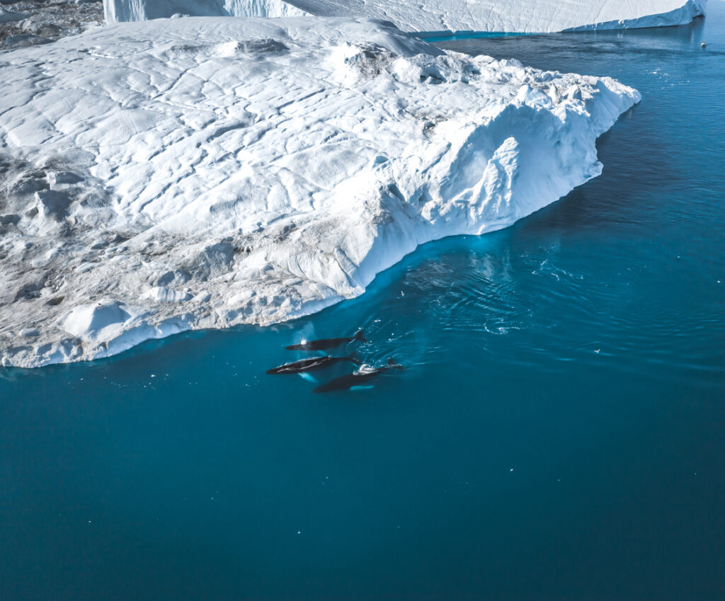3 Humpback Whale dive near Ilulissat among icebergs. Their source is by the Jakobshavn glacier. The source of icebergs is a global warming and catastrophic thawing of ice, Disko Bay, Greenland. Photo taken in Greenland