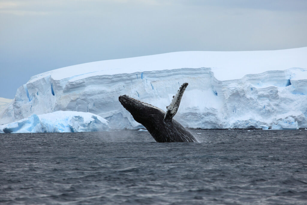 Jubarte saltando em frente a um Iceberg