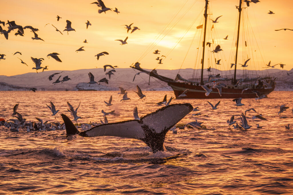 Humpback whale tail and a flock of sea birds with beautiful golden light on the surface of the ocean and snow covered mountains in background