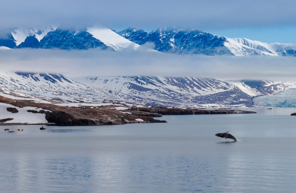 Baleia saltando nas águas de Svalbard