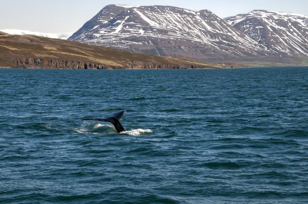 Whale watching near Arskogssandur on Eyjafjordur, one of the longest fjords in Iceland. It is located in the central north of the country.