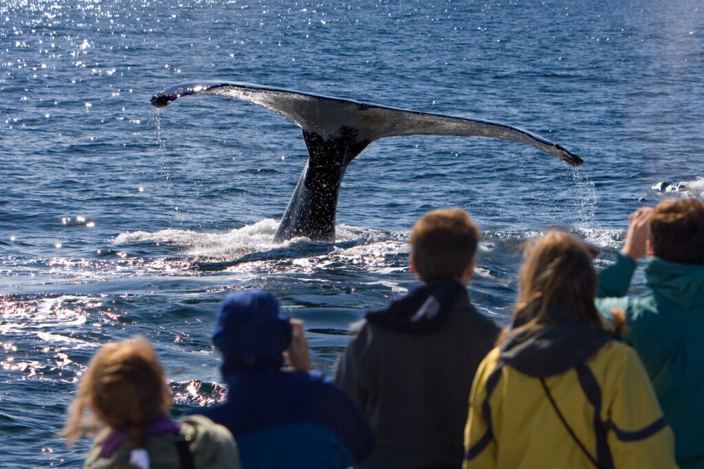 People on a whale watching expedition spot the tail of a whale from the boat
