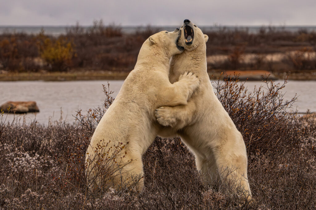 Two Bears in Actions, Churchill Canada