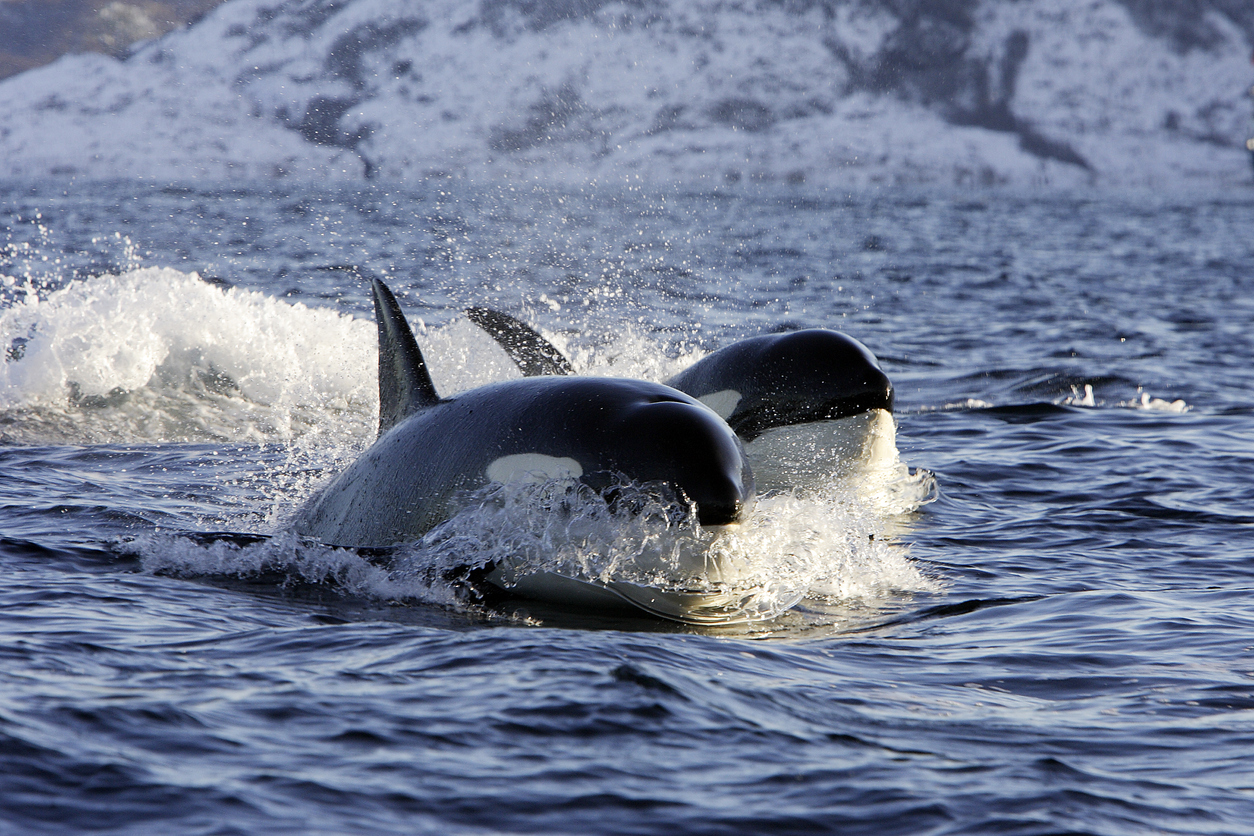 Orcas nadando em fjord na Noruega