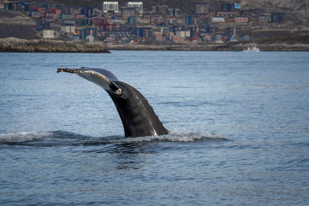 A humpback whale diving just outside Nuuk in Greenland